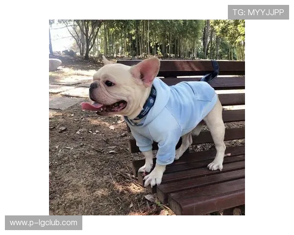 狗狗冬季保暖时尚衣融合足球主题元素打造可爱萌趣活力运动潮流风